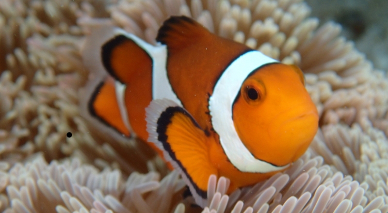 �􂢗����Ă��炳��{�f�B�b�̏L�E����L�ɔY�ޏ����ɁI�y���[�Y�E�{�f�B���t���b�V���z
���T�C�g